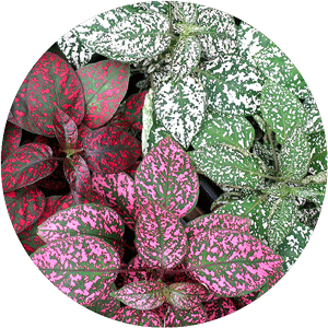 Four Polka Dot Plants in Red, Pink, and White.